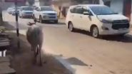 Uttar Pradesh: Accident Averted As Stray Cattle Disrupt CM Yogi Adityanath’s Convoy in Chitrakoot, Video Goes Viral