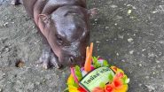 Moo Deng Accurately Predicts Donald Trump’s Victory in the US Elections 2024, Baby Pygmy Hippo’s ‘Prophecy’ Take Over the Internet (Watch Video)