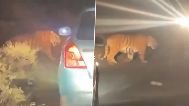 Telangana: Tiger From Maharashtra Enters Kawal Tiger Reserve Core Area, Seen Crossing Highway (Watch Video)