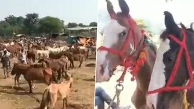 ‘Lawrence’ Fetches INR 1.25 Lakh Bid at Popular Donkey Fair in Uttar Pradesh’s Chitrakoot, Surpassing ‘Salman’ and ‘Shah Rukh’