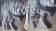 White Tigress Rupa Gives Birth to 4 Cubs at Nandankanan Zoo in Odisha (Watch Video)