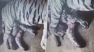 White Tigress Rupa Gives Birth to 4 Cubs at Nandankanan Zoo in Odisha (Watch Video)