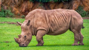 Rhino Attack Video: Biker Narrowly Escapes Wild Animal As It Causes Havoc on Road