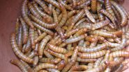 What Are Kenyan Lesser Mealworms? All About the Plastic-Eating Larvae Found in Africa