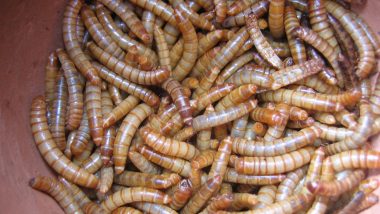 Study Shows Kenyan Lesser Mealworm Can Eat Plastic 