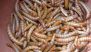 What Are Kenyan Lesser Mealworms? All About the Plastic-Eating Larvae Found in Africa