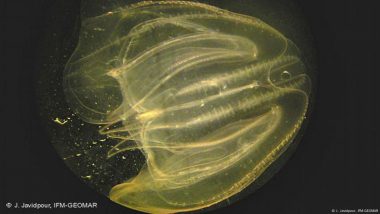 How Comb Jellies 'reverse Age' to Survive