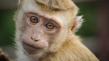 South Carolina: 40 Monkeys Escape from Alpha Genesis Research Facility in Yemassee, Police Launch Search for Recapture