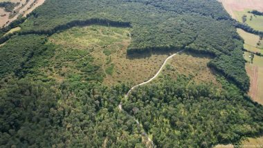 EU Parliament Delays, Waters Down Law to Slow Deforestation