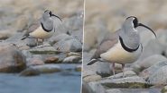 Ibisbill Spotted at Jim Corbett National Park: Wildlife Lovers, Tourists Rejoice As Rare Bird Shows Up in Uttarakhand As Winter 2024 Rings in (Watch Video)