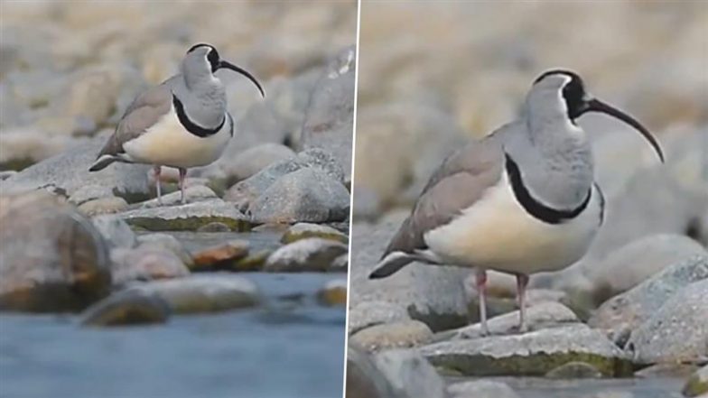 Ibisbill Spotted at Jim Corbett National Park: Wildlife Lovers, Tourists Rejoice As Rare Bird Shows Up in Uttarakhand As Winter 2024 Rings in (Watch Video)