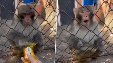 Hilarious Video of Man and Monkey Snatching and Giving Back Battle Over a Packet Goes Viral