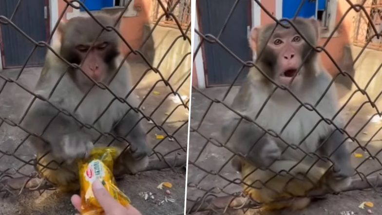 Hilarious Video of Man and Monkey Snatching and Giving Back Battle Over a Packet Goes Viral