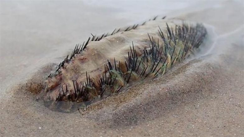 Sea Mouse Spotted in UK Beach: Alien-Like Creature With Glowing Spikes Creepily Crawls Along the Shore in Sussex, Incredible Video Goes Viral