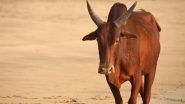 Bull Attack in Bijnor: Stray Cattle Tosses Elderly Man in Uttar Pradesh, Terrifying Video Surfaces