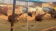 Animal Cruelty in Sambhal: Cow Tied to Tractor and Dragged in Gaushala in UP Village; Case Registered After Disturbing Video Goes Viral