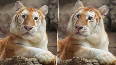 Ava, the Golden Tiger Cub Is Thailand’s Latest Social Media Sensation After Moo Deng, Adorable Pictures and Videos Go Viral