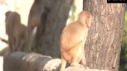 India News | J-K: Udhampur Witnesses Surge in Monkey Attacks; 20-25 Cases Received in Last Six Months