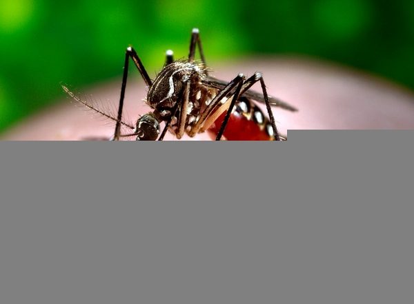 India News | 4,533 Cases, 3 Deaths Due to Dengue Reported in Delhi in 2024
