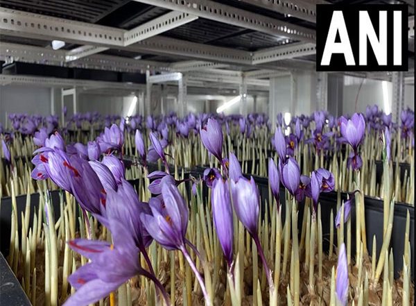India News | MP: Indore Couple Cultivating Saffron at Home in City