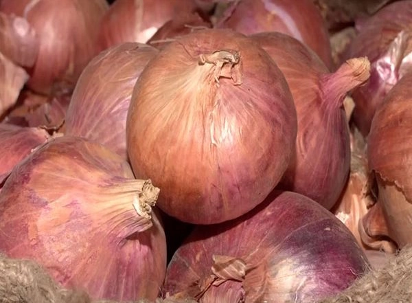 Business News | Onion Prices Will Remain High in November Says a Research Report of ICICI Bank