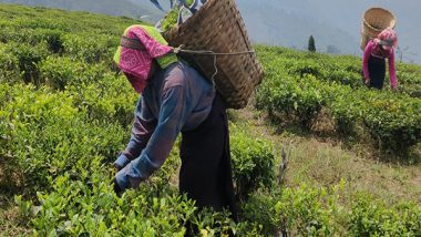 Business News | Assam Tea Industry Thrives Despite Climate Impact, Sets New Revenue Milestones