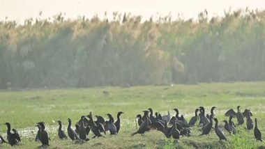 India News | Migratory Birds Arrive at Odisha's Chilika Lake as Winter Sets in