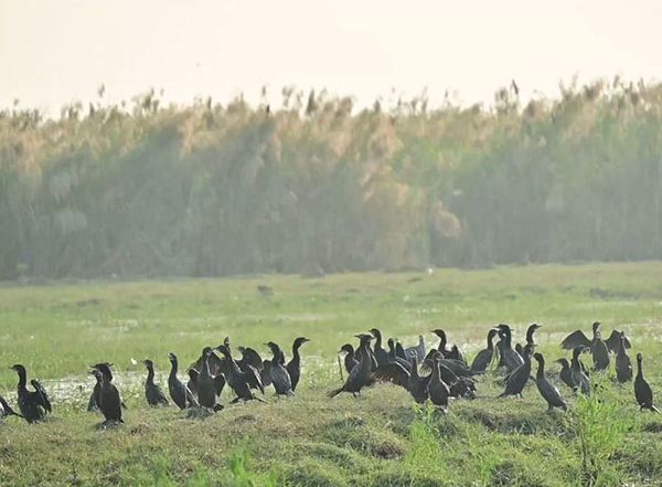 India News | Migratory Birds Arrive at Odisha's Chilika Lake as Winter Sets in
