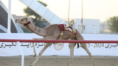 World News | UAE: Zayed Grand Camel Race 2024 Commences in Al Wathba