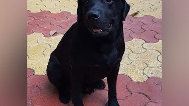 India News | Pune Police Mourns the Loss of Leo, a Labrador Retriever and Narcotics Specialist Canine