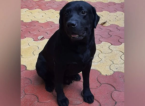 India News | Pune Police Mourns the Loss of Leo, a Labrador Retriever and Narcotics Specialist Canine