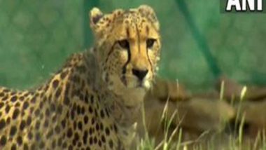 India News | Madhya Pradesh: Two Cubs of Cheetah 'Nirva' in Kuno National Park Found Dead