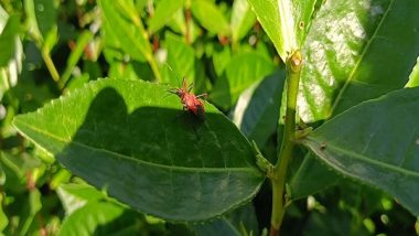 India News | Tocklai Tea Research Institute of Jorhat Deploys Reduviid Bugs to Combat Tea Pests Biologically