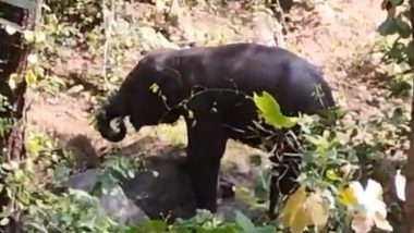 Chhattisgarh: Elephant Calf Injured in Suspected 'Potash Bomb' Explosion at Udanti-Sitanadi Tiger Reserve, Disturbing Video of Baby Elephant Goes Viral