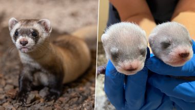 Black-Footed Ferret 'Antonia' Gives Birth to Adorable Kits in Remarkable Moment as a Move To Save the Species From Extinction, Smithsonian’s National Zoo in Virginia Shares Adorable Pics