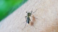 Dengue Fever: From Causes and Symptoms to How to Protect Yourself and Other Details, Here’s All You Need to Know About the Vector-Borne Disease