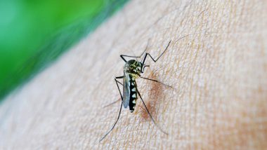 From Causes to Symptoms, Everything to Know About Dengue Fever