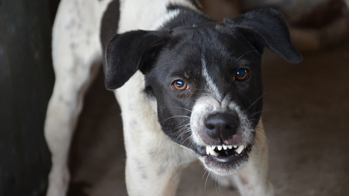 Father-Son Duo Detained for Shooting Stray Dog With Air Gun for Barking Continuously in Mumbai