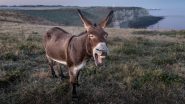 Donkey Milk Scam: Fraudster Dupes Hundreds of People Promising Huge Returns in Donkey Farming, Here's How the Fraud Unfolded