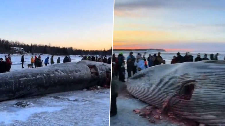 Carcass of Endangered Fin Whale Washes Ashore in Alaska: Video of Dead Whale Lying Over Frozen Ice Goes Viral Online (Watch)