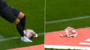 Fans Throw Pig's Head on Pitch During Corinthians vs Palmeiras Match in Brazilian Serie A 2024-25, Video Goes Viral