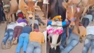 Unique Govardhan Puja Ritual in Ujjain: Devotees Lie Down as Cows Walk Over Them, Viral Video Surfaces