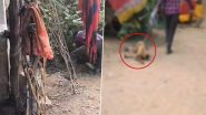 Animal Cruelty in Bilaspur: Man Brutally Thrashes Monkey With Baton For Eating Vegetables From His Garden in Chhattisgarh, Disturbing Video Surfaces