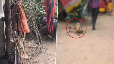 Animal Cruelty in Bilaspur: Man Brutally Thrashes Monkey With Baton For Eating Vegetables From His Garden in Chhattisgarh, Disturbing Video Surfaces