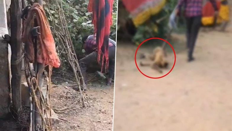 Animal Cruelty in Bilaspur: Man Brutally Thrashes Monkey With Baton For Eating Vegetables From His Garden in Chhattisgarh, Disturbing Video Surfaces