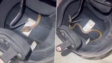 Snake Found Coiled Inside Bike's Helmet, Video Goes Viral