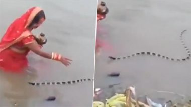 Woman Makes Way For Snake While Performing Chhath Puja Ritual, Video of Her Calm Reaction Goes Viral