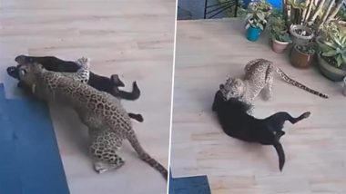 Leopard Attack Caught on Camera in Rajasthan: Big Cat Enters House in Mount Abu, Pounces On Pet Dog; Viral Video Surfaces