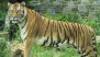 Tiger Attack in Nainital: Elderly Woman Out To Collect Cattle Fodder Killed After Big Cat Attacks Her in Uttarakhand’s Ramnagar