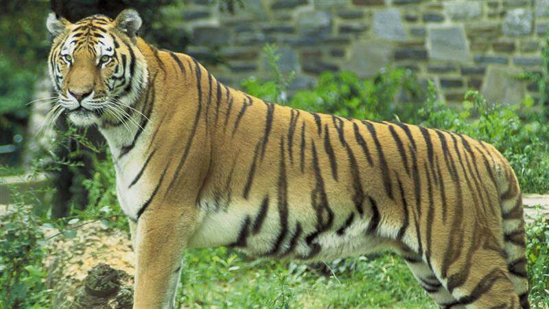 Tiger Attack in Nainital: Elderly Woman Out To Collect Cattle Fodder Killed After Big Cat Attacks Her in Uttarakhand’s Ramnagar